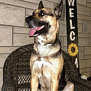 Dutchess Marie joined the competition — help win amazing prizes! dog, german_shepherd, wicker_chair, blue_cushion, stone_wall, house_number, welcome_sign, sunflower, tongue_out, sitting, pet, animal, portrait, night, outdoor, happy, canine, fur, ears, paw