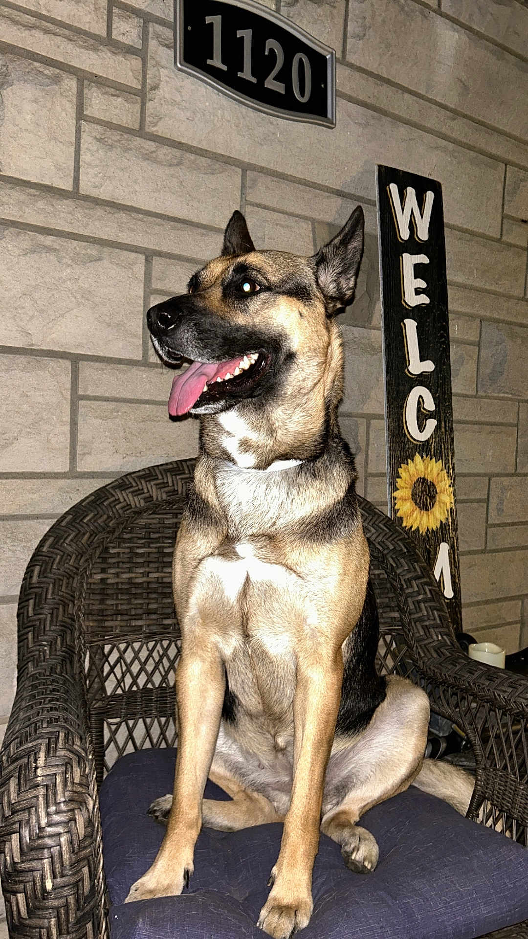 Dutchess Marie joined the competition — help win amazing prizes! dog, german_shepherd, wicker_chair, blue_cushion, stone_wall, house_number, welcome_sign, sunflower, tongue_out, sitting, pet, animal, portrait, night, outdoor, happy, canine, fur, ears, paw