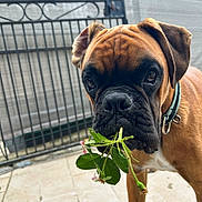 Anakin participe au concours pour gagner de l'argent avec cette photo : dog, boxer, pet, animal, outdoor, garden, leaves, flowers, mouth, collar, fence, tile_floor, brown, closeup, curious, portrait, canine, young_dog, face, ears