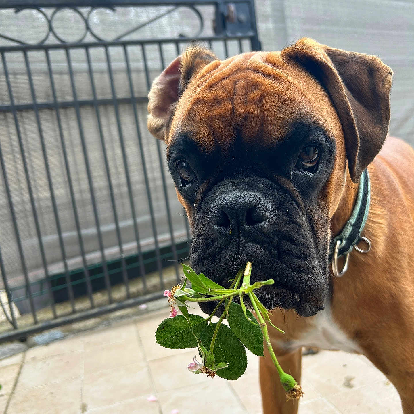 Anakin participe au concours pour gagner de l'argent avec cette photo : dog, boxer, pet, animal, outdoor, garden, leaves, flowers, mouth, collar, fence, tile_floor, brown, closeup, curious, portrait, canine, young_dog, face, ears