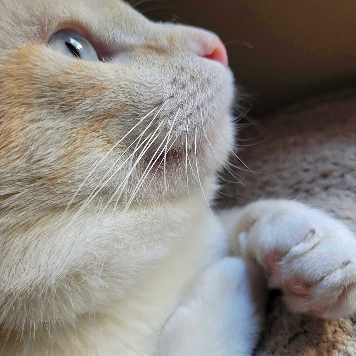 Flocon participe au concours pour gagner de l'argent avec cette photo : animal, blue_eyes, cat, close_up, cozy, cute, domestic_animal, feline, fur, indoor, mammal, paw, pet, portrait, relaxed, resting, side_profile, sleepy, soft_texture, whiskers