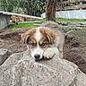 Banzaï participe au concours pour gagner de l'argent avec cette photo : puppy, dog, animal, fluffy, brown_and_white, portrait, outdoor, garden, rock, tree, moss, grass, soil, fence, paw, cute, looking_at_camera, nature, rural, playful