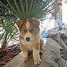 puppy, dog, canine, animal, fluffy, brown_and_white, standing, portrait, outdoors, garden, rocks, stone, plant, spiky_plant, palm, nature, fur, cute, looking_at_camera, daylight