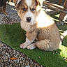 puppy, dog, canine, fluffy, sitting, portrait, outdoor, gravel, artificial_grass, sunlight, shadow, wooden_furniture, garden, yard, second_dog, brown_and_white, fur, adorable, animal, photography