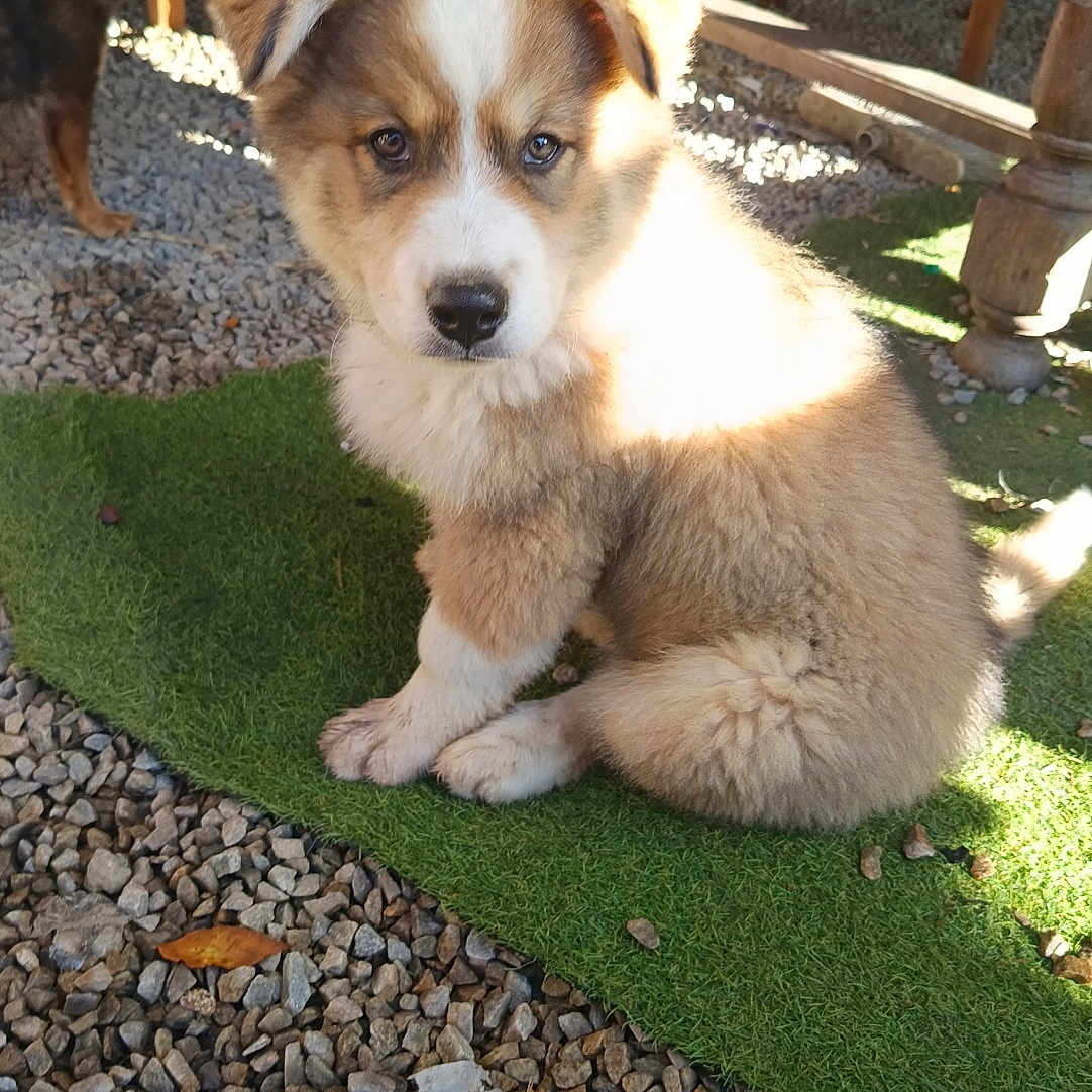 Banzaï participe au concours pour gagner de l'argent avec cette photo : puppy, dog, canine, fluffy, sitting, portrait, outdoor, gravel, artificial_grass, sunlight, shadow, wooden_furniture, garden, yard, second_dog, brown_and_white, fur, adorable, animal, photography