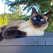 Rita a rejoint le concours — aidez-le/la à gagner de superbes lots ! cat, siamese_cat, blue_eyes, fur, outdoor, nature, tree, pine_tree, wood, relaxed, animal, pet, mammal, closeup, daylight, resting, background, wildlife, whiskers, ears