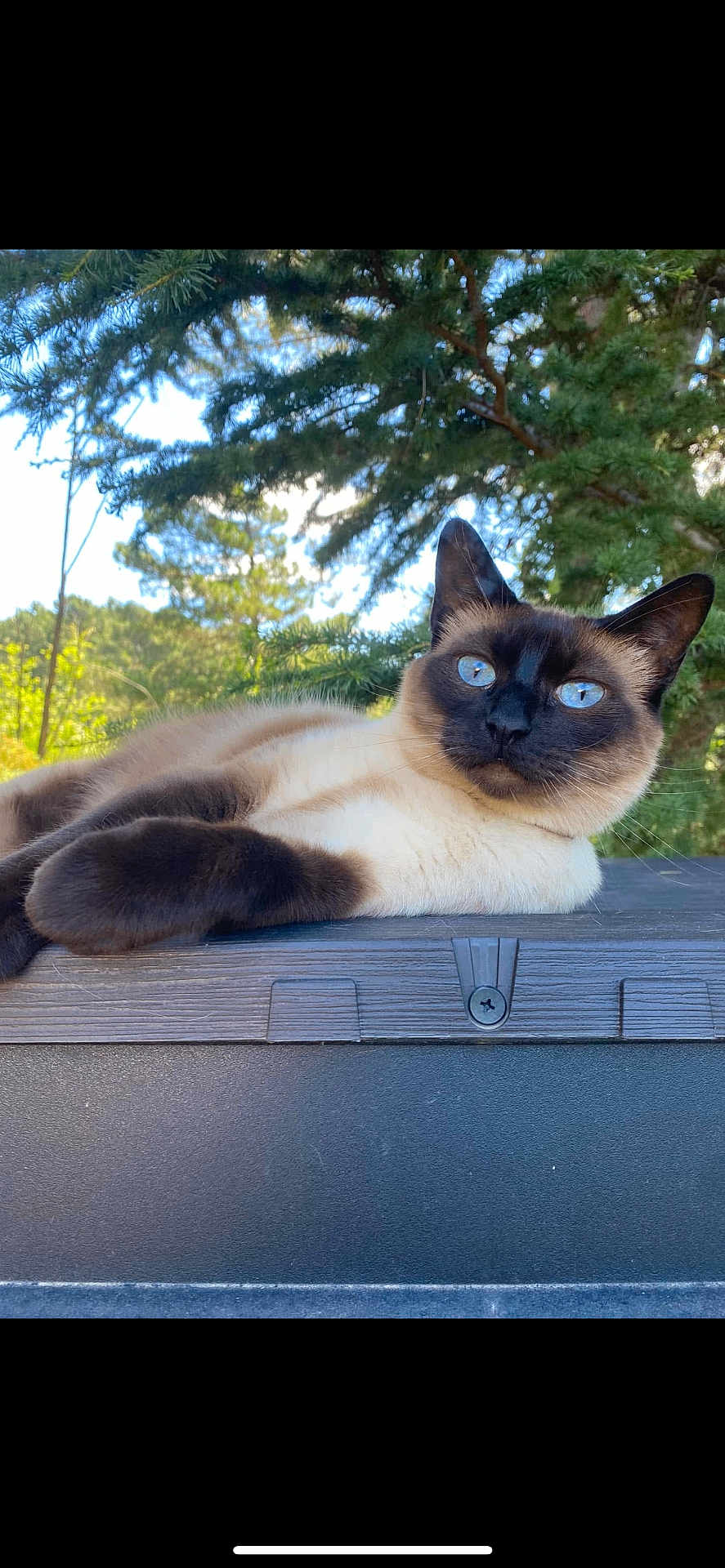 Rita a rejoint le concours — aidez-le/la à gagner de superbes lots ! cat, siamese_cat, blue_eyes, fur, outdoor, nature, tree, pine_tree, wood, relaxed, animal, pet, mammal, closeup, daylight, resting, background, wildlife, whiskers, ears