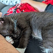 Lucy is registered to the contest to win money with this photo: animal, arm, black_and_white, blanket, cat, close_up, companion, couch, cozy, domestic_animal, fur, indoor, kitten, paw, person, pet, relaxation, rest, sleeping, whiskers