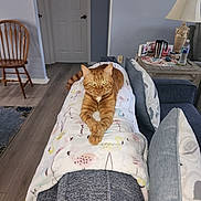 Pumpkin is registered to the contest to win money with this photo: blanket, cat, coffee_mug, couch, door, flooring, green_eyes, indoor, lamp, living_room, orange_tabby, pet, pillow, relaxed, side_table, wall_art, water_bottle, whiskers, wood_floor, wooden_chair