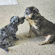 Stella Lucy joined the competition — help win amazing prizes! animal, carpet, collar, companions, cute, dog, domestic, floor, friendly, fur, furry, home, indoor, interaction, paw, pet, playing, sitting, sniffing, two_dogs