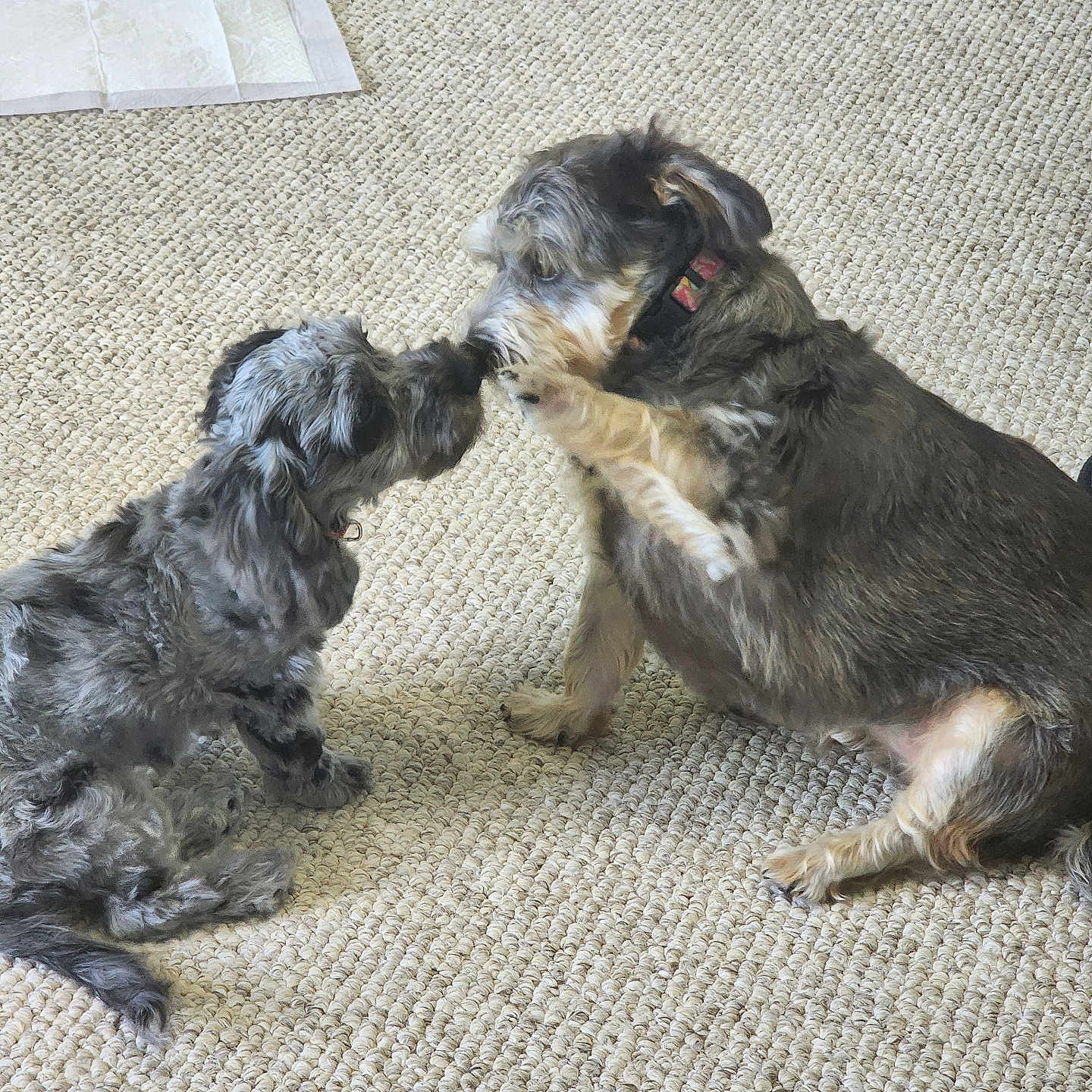 Stella Lucy joined the competition — help win amazing prizes! animal, carpet, collar, companions, cute, dog, domestic, floor, friendly, fur, furry, home, indoor, interaction, paw, pet, playing, sitting, sniffing, two_dogs