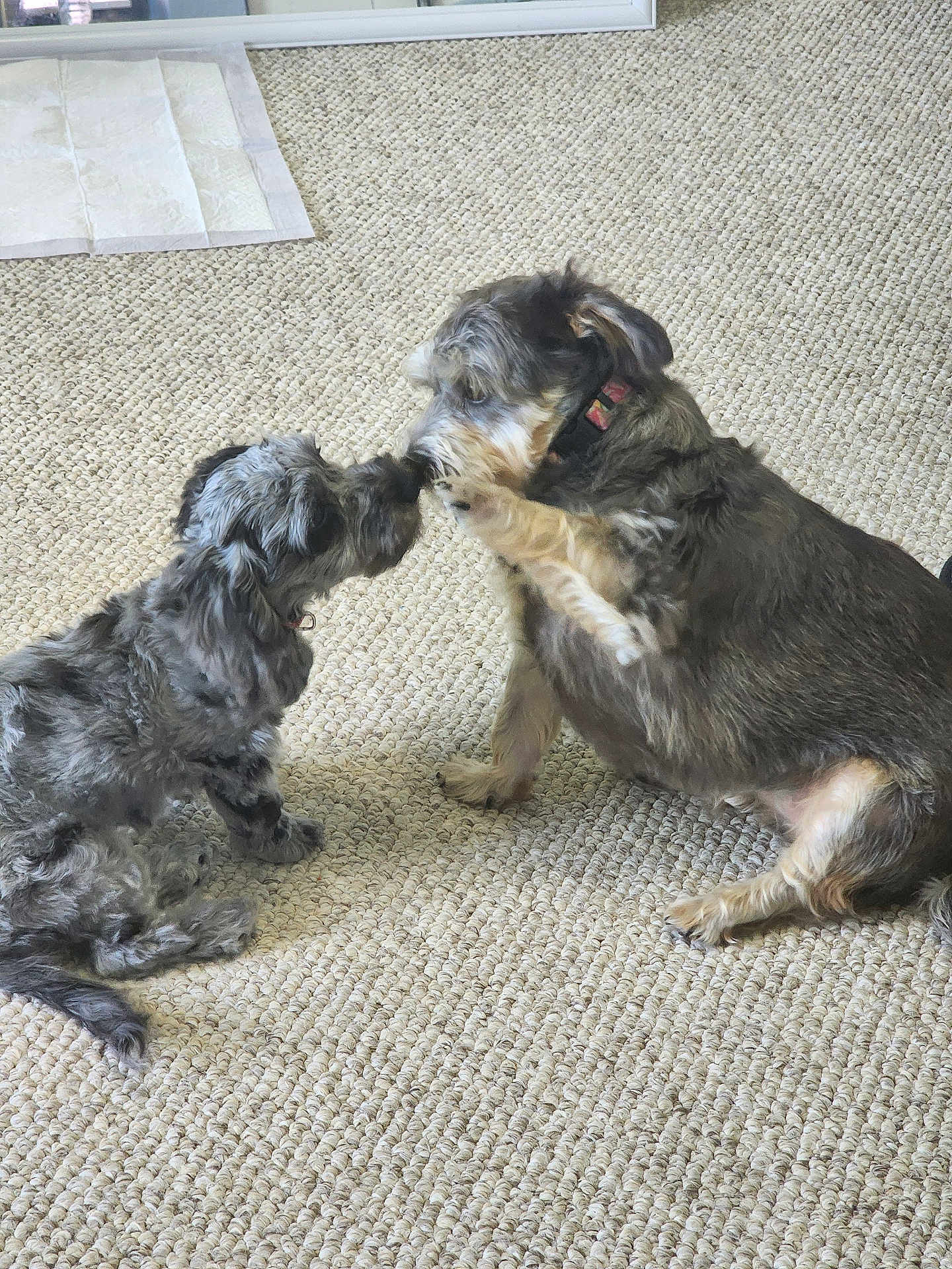 Stella Lucy joined the competition — help win amazing prizes! animal, carpet, collar, companions, cute, dog, domestic, floor, friendly, fur, furry, home, indoor, interaction, paw, pet, playing, sitting, sniffing, two_dogs