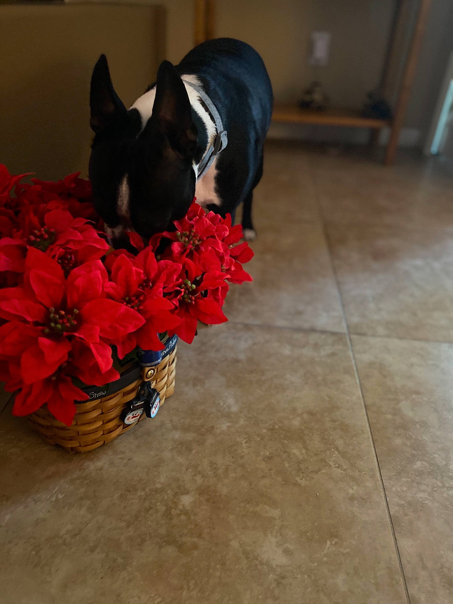 Bella joined the competition — help win amazing prizes! black, boston_terrier, canidae, carnivore, dog, dog_breed, floor, flooring, flower, french_bulldog, hardwood, laminate_flooring, non_sporting_group, plant, red, tile