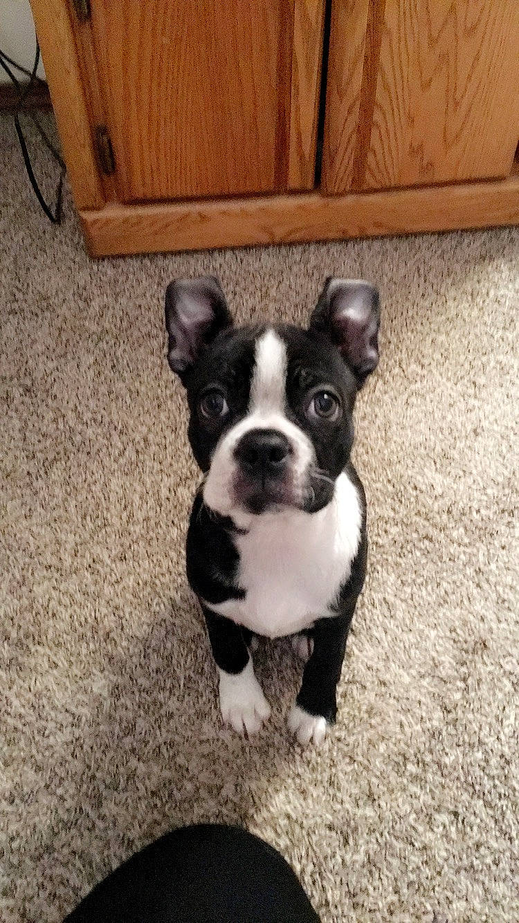 Bella joined the competition — help win amazing prizes! boston_terrier, canidae, carnivore, companion_dog, dog, dog_breed, fawn, french_bulldog, mammal, molosser, non_sporting_group, puppy, snout, toy_bulldog, vertebrate