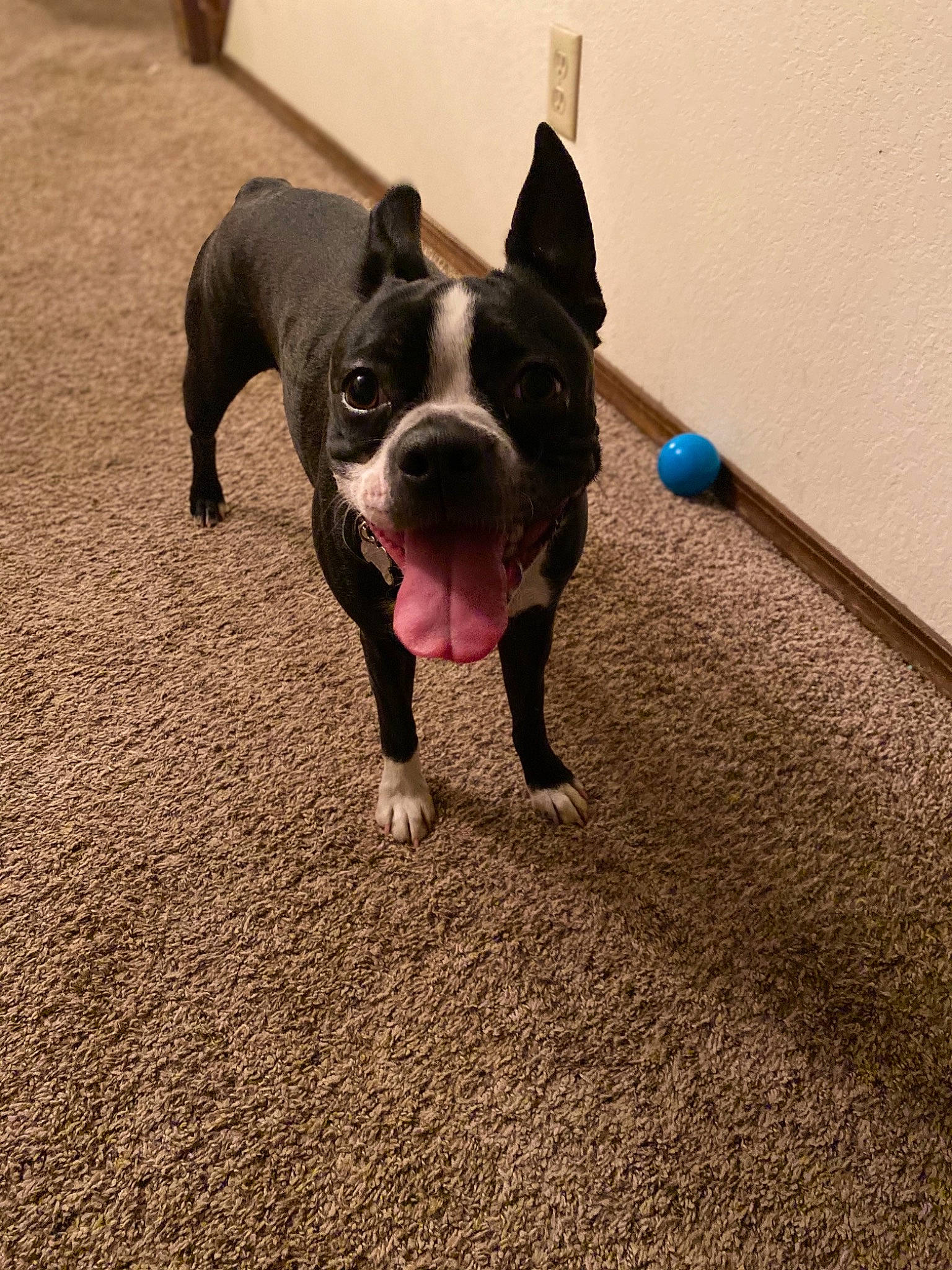 Bella joined the competition — help win amazing prizes! american_pit_bull_terrier, american_staffordshire_terrier, boston_terrier, canidae, carnivore, companion_dog, dog, dog_breed, fawn, french_bulldog, mammal, molosser, non_sporting_group, pit_bull, puppy, snout, sporting_group, staffordshire_bull_terrier, tail, vertebrate