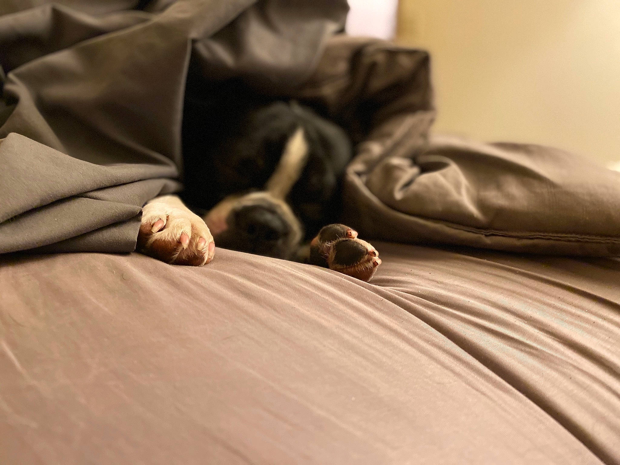 Bella is registered to the contest to win money with this photo: bed, bed_sheet, bedding, beige, canidae, carnivore, comfort, furniture, hand, linens, nap, non_sporting_group, puppy, room, sleep, sporting_group, textile