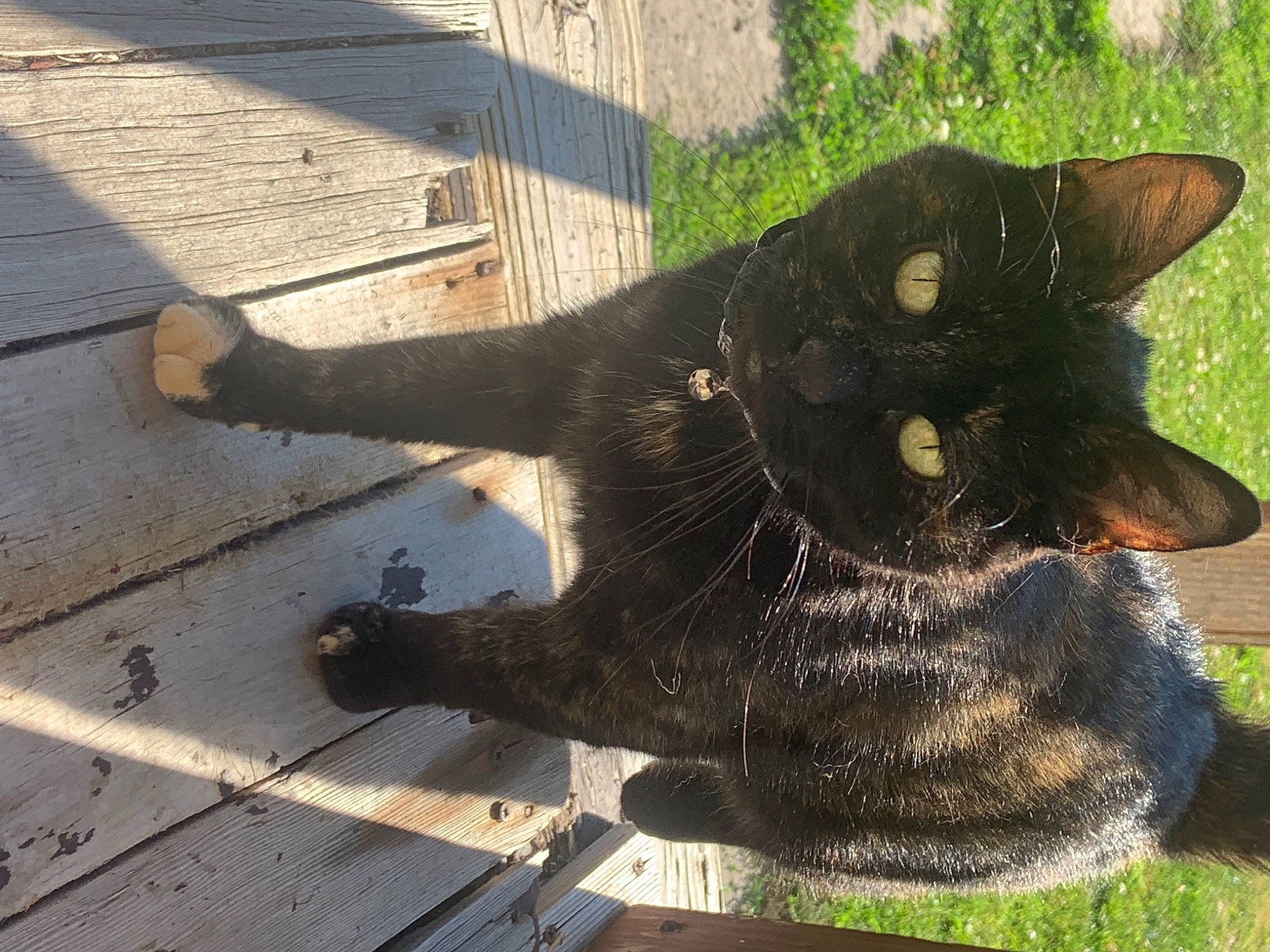 Caius joined the competition — help win amazing prizes! black_cat, bombay, carnivore, cat, claw, dog_breed, domestic_short_haired_cat, felidae, flooring, fur, grass, plant, road_surface, shadow, sidewalk, small_to_medium_sized_cats, tail, terrestrial_animal, whiskers, wood