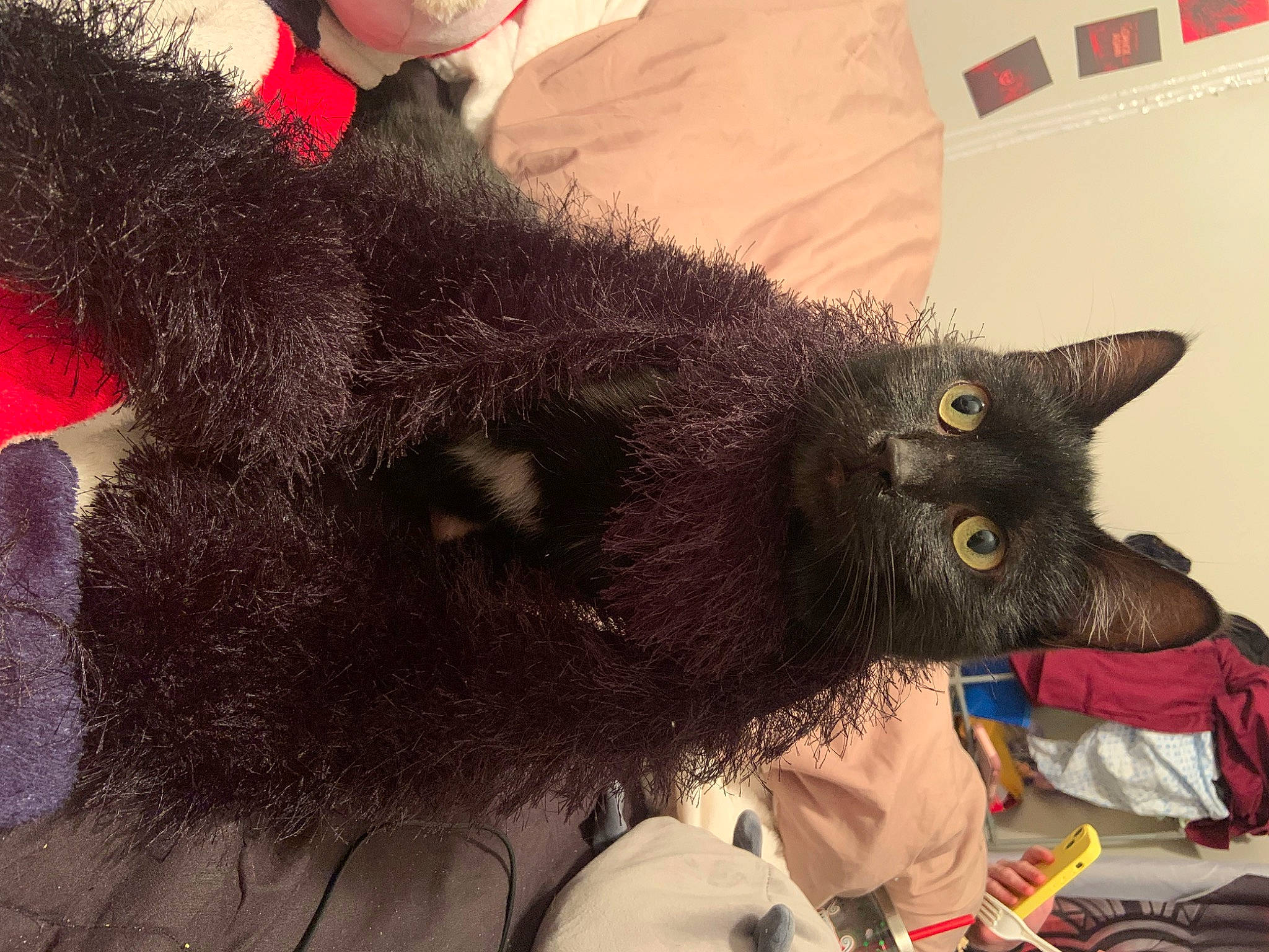 Chevy joined the competition — help win amazing prizes! black_cat, bombay, canidae, carnivore, cat, claw, dog_breed, domestic_short_haired_cat, ear, fashion_accessory, fawn, felidae, fur, gesture, hat, paw, small_to_medium_sized_cats, snout, tail, whiskers