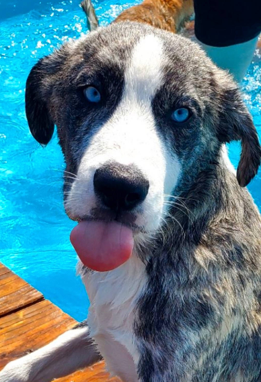 Dodge joined the competition — help win amazing prizes! blue, canidae, carnivore, collar, companion_dog, dog, dog_breed, fur, herding_dog, plank, plant, snout, sporting_group, swimming_pool, terrestrial_animal, water, whiskers, wood, working_animal, working_dog
