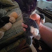 Socks is registered to the contest to win money with this photo: kitten, cat, black_and_white, hand, couch, living_room, furniture, toy, fuzzy_ball, carpet, cozy, indoor, pet, animal, cute, curious, small, feline, person, home