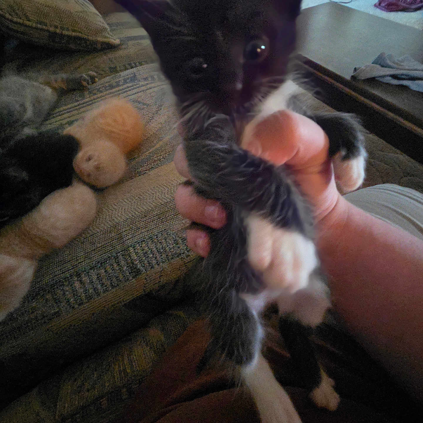 Socks