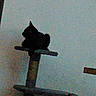 Blacky a rejoint le concours — aidez-le/la à gagner de superbes lots ! alone, animal, black_cat, cat, cat_tree, dark, feline, furniture, grainy, household, indoor, looking_away, low_light, perched, pet, quiet, resting, shadow, silhouette, wall