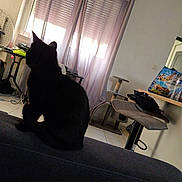 Blacky participe au concours pour gagner de l'argent avec cette photo : bag, black_cat, bottle, cat_silhouette, chair, couch, curtains, daylight, floor, furniture, household, indoor, pet, room, scratching_post, shadow, silhouette, table, tiles, window