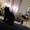 bag, black_cat, bottle, cat_silhouette, chair, couch, curtains, daylight, floor, furniture, household, indoor, pet, room, scratching_post, shadow, silhouette, table, tiles, window