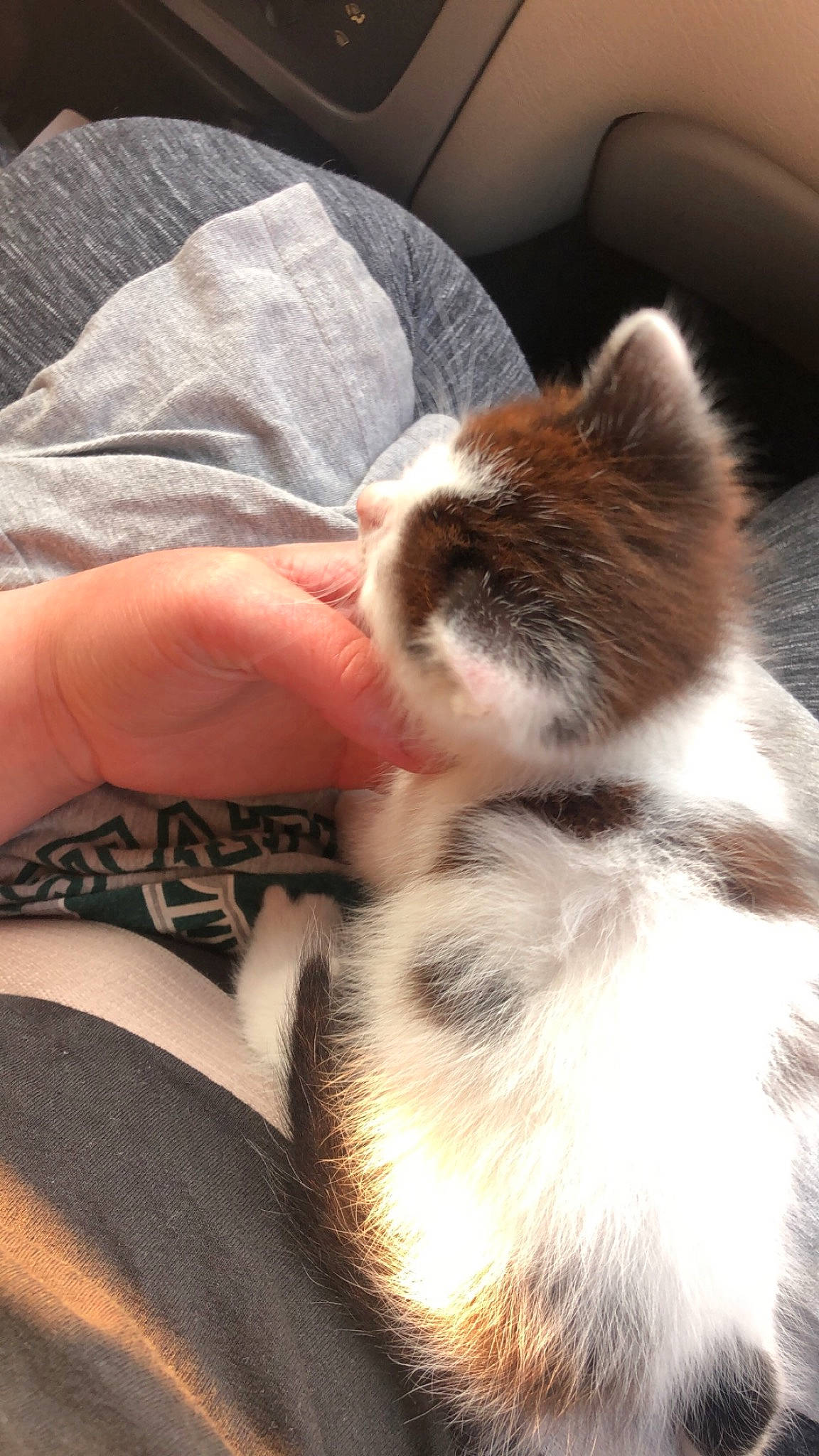 Cow is registered to the contest to win money with this photo: canidae, carnivore, cat, claw, comfort, companion_dog, dog_breed, domestic_short_haired_cat, fawn, felidae, fur, human_leg, paw, small_to_medium_sized_cats, snout, sporting_group, tail, terrestrial_animal, whiskers, wood