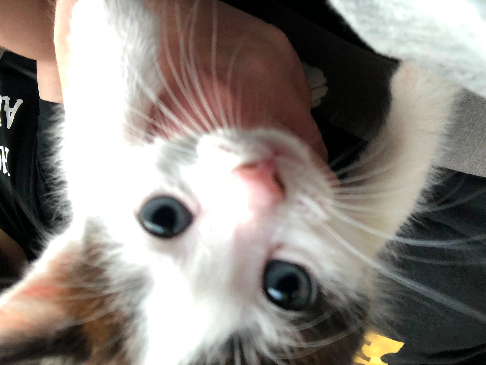 Cow joined the competition — help win amazing prizes! carnivore, cat, close_up, companion_dog, domestic_short_haired_cat, ear, eye, eyelash, fawn, felidae, fur, human_body, iris, jaw, nose, paw, small_to_medium_sized_cats, snout, tail, whiskers