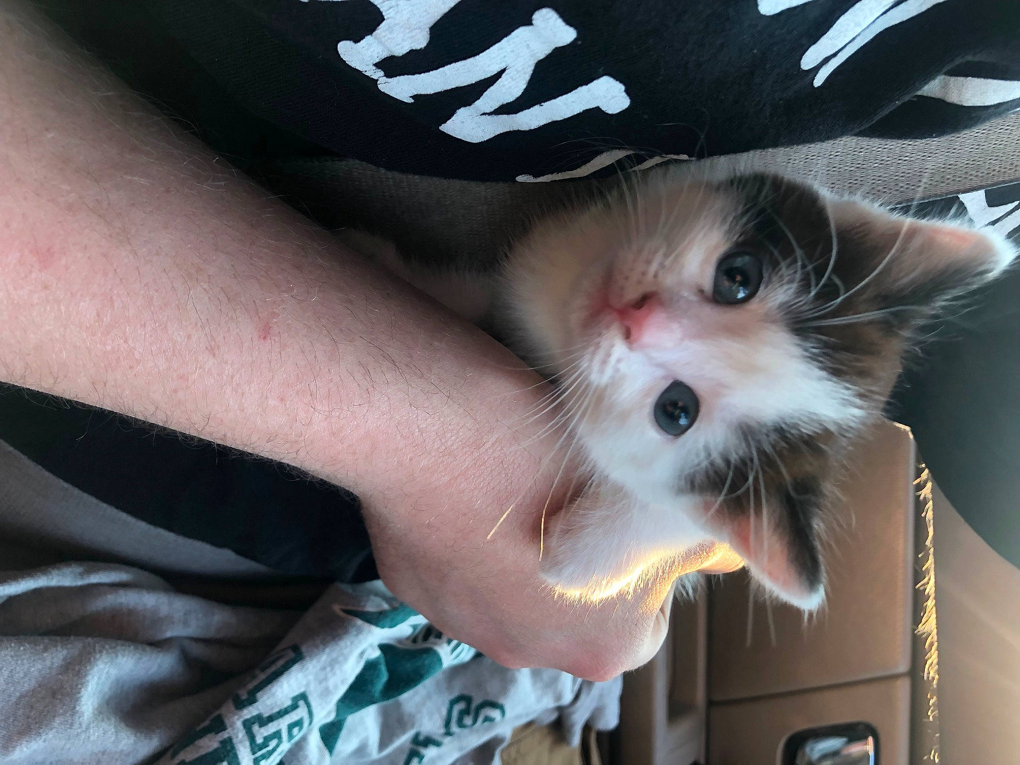 Cow joined the competition — help win amazing prizes! carnivore, cat, cool, domestic_short_haired_cat, elbow, eye, eyelash, felidae, finger, flesh, fur, gesture, jaw, mouth, nail, nose, small_to_medium_sized_cats, snout, whiskers, wrist