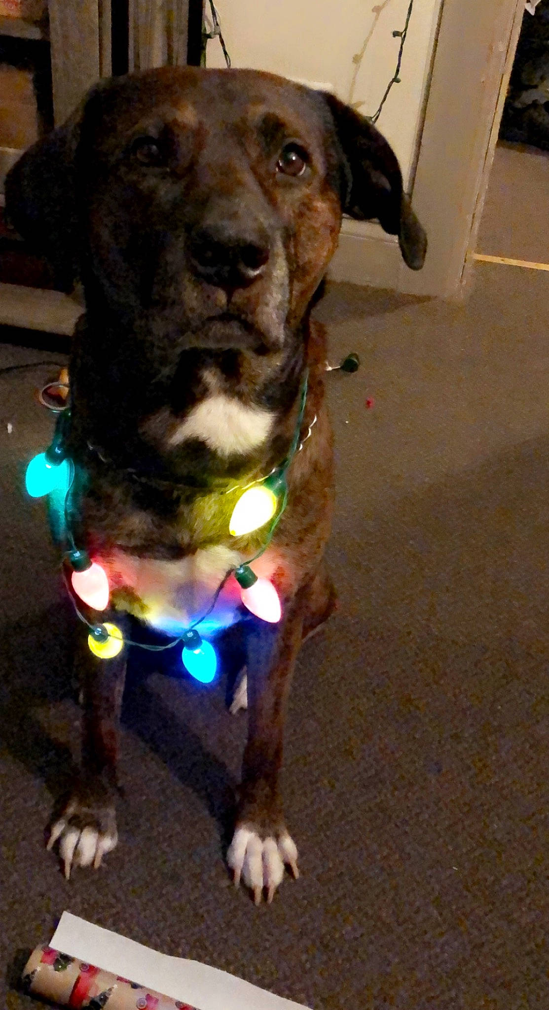 Diesel is registered to the contest to win money with this photo: canidae, carnivore, collar, companion_dog, dog, dog_breed, dog_collar, dog_supply, electric_blue, fashion_accessory, fawn, fur, leash, liver, personal_protective_equipment, pet_supply, snout, sporting_group, whiskers, working_animal