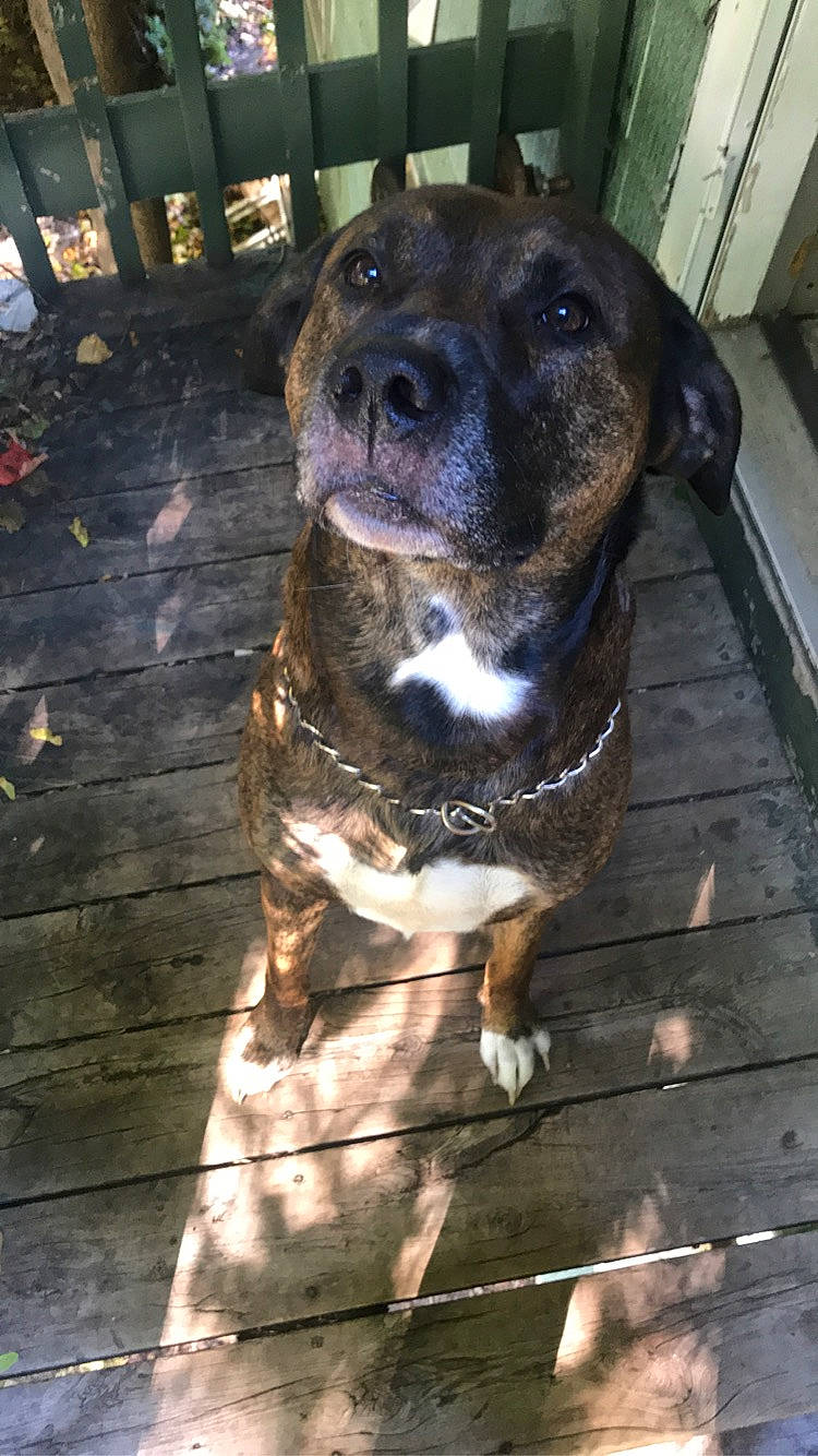 Diesel joined the competition — help win amazing prizes! canidae, carnivore, collar, companion_dog, dog, dog_breed, dog_collar, fawn, fur, guard_dog, non_sporting_group, pet_supply, puppy, snout, sporting_group, terrestrial_animal, whiskers, wood, working_animal, working_dog