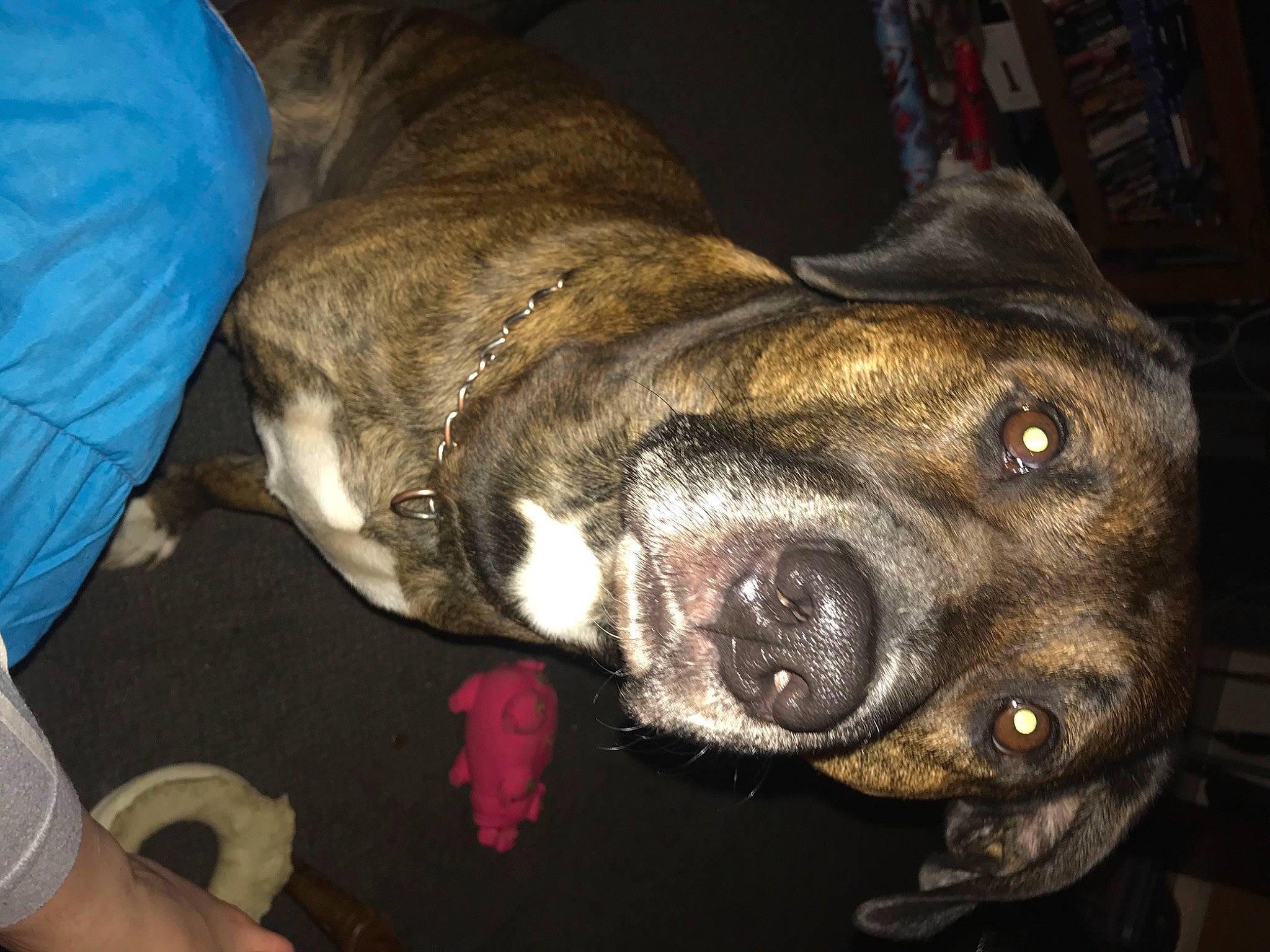 Diesel joined the competition — help win amazing prizes! canidae, carnivore, collar, companion_dog, dog, dog_breed, dog_collar, ear, fashion_accessory, fawn, fur, guard_dog, jaw, non_sporting_group, snout, sporting_group, whiskers, working_animal, working_dog, wrinkle