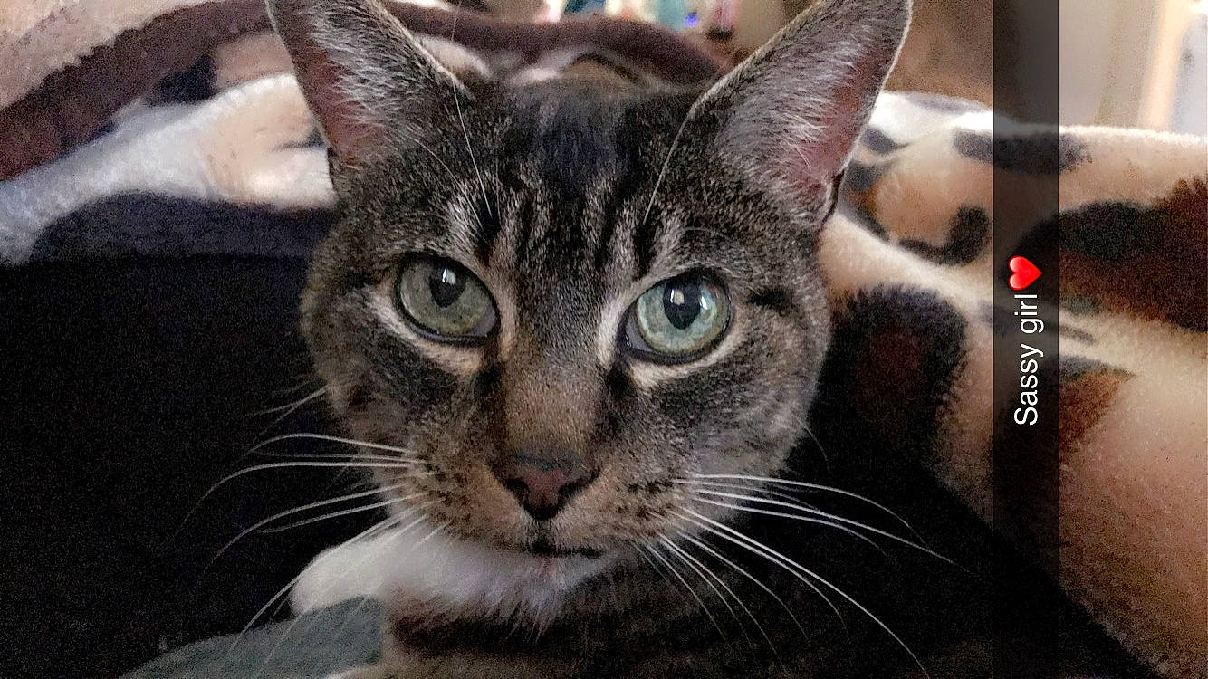 Sassy joined the competition — help win amazing prizes! carnivore, cat, close_up, domestic_short_haired_cat, ear, felidae, fur, small_to_medium_sized_cats, snout, terrestrial_animal, whiskers, wildlife, window