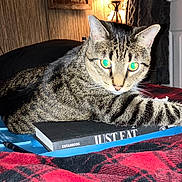 Koopa is registered to the contest to win money with this photo: animal, bed, black, blanket, book, cat, cozy, eyes, flash, fur, furniture, indoor, paw, pet, plaid, red, resting, room, tabby_cat, whiskers