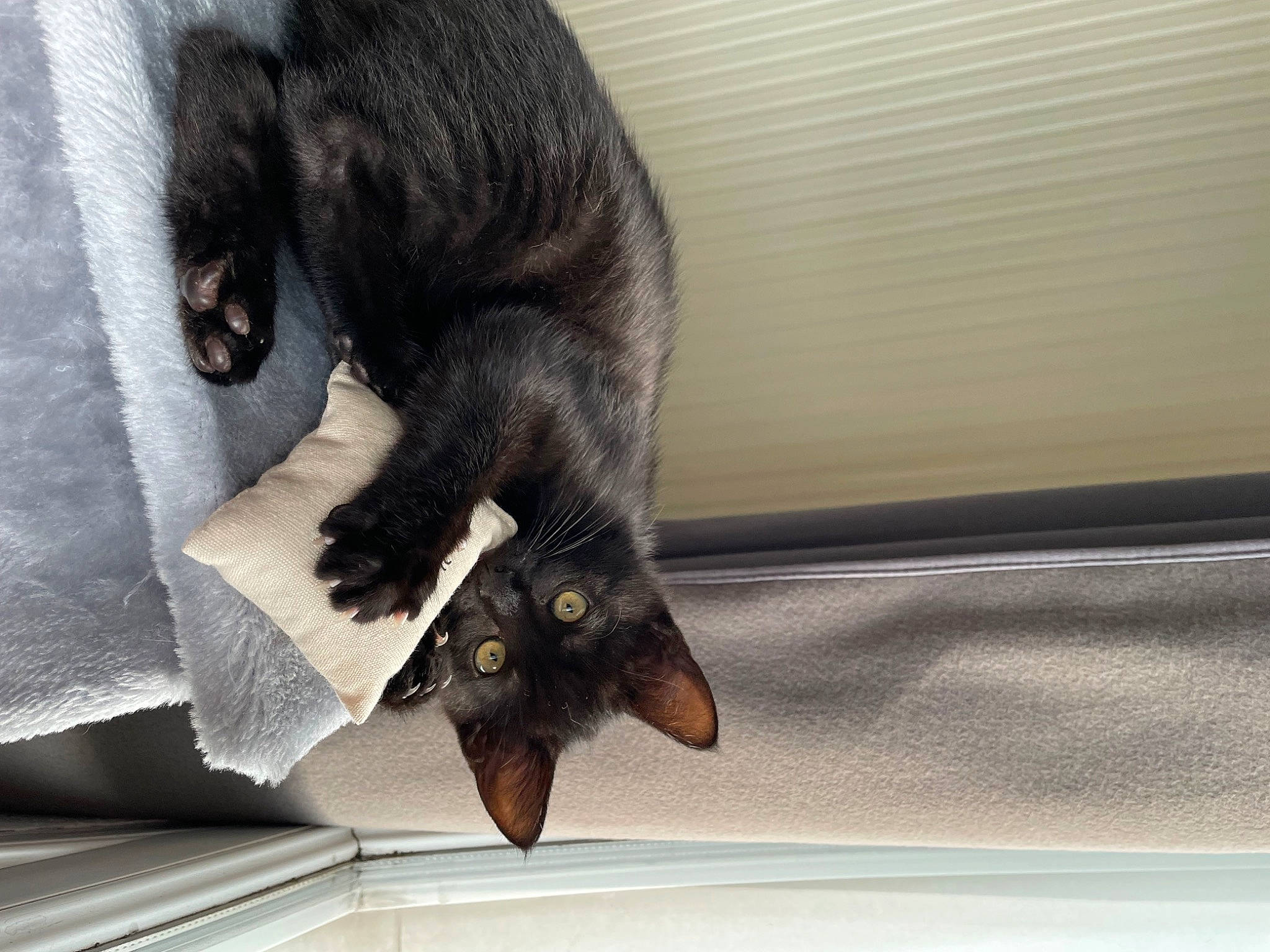 Flash a rejoint le concours — aidez-le/la à gagner de superbes lots ! black_cat, bombay, canidae, carnivore, cat, claw, comfort, dog_breed, domestic_short_haired_cat, felidae, foot, fur, mammal, paw, plant, small_to_medium_sized_cats, snout, tail, vertebrate, whiskers