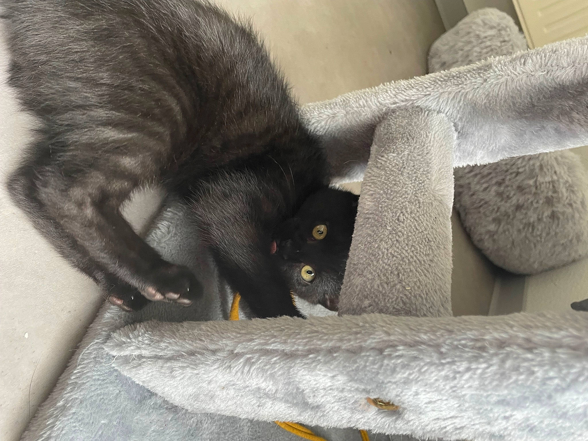 Flash a rejoint le concours — aidez-le/la à gagner de superbes lots ! black_cat, bombay, carnivore, cat, cat_bed, claw, comfort, domestic_short_haired_cat, felidae, fur, grey, hat, paw, pipe, small_to_medium_sized_cats, snout, tail, terrestrial_animal, whiskers, working_animal