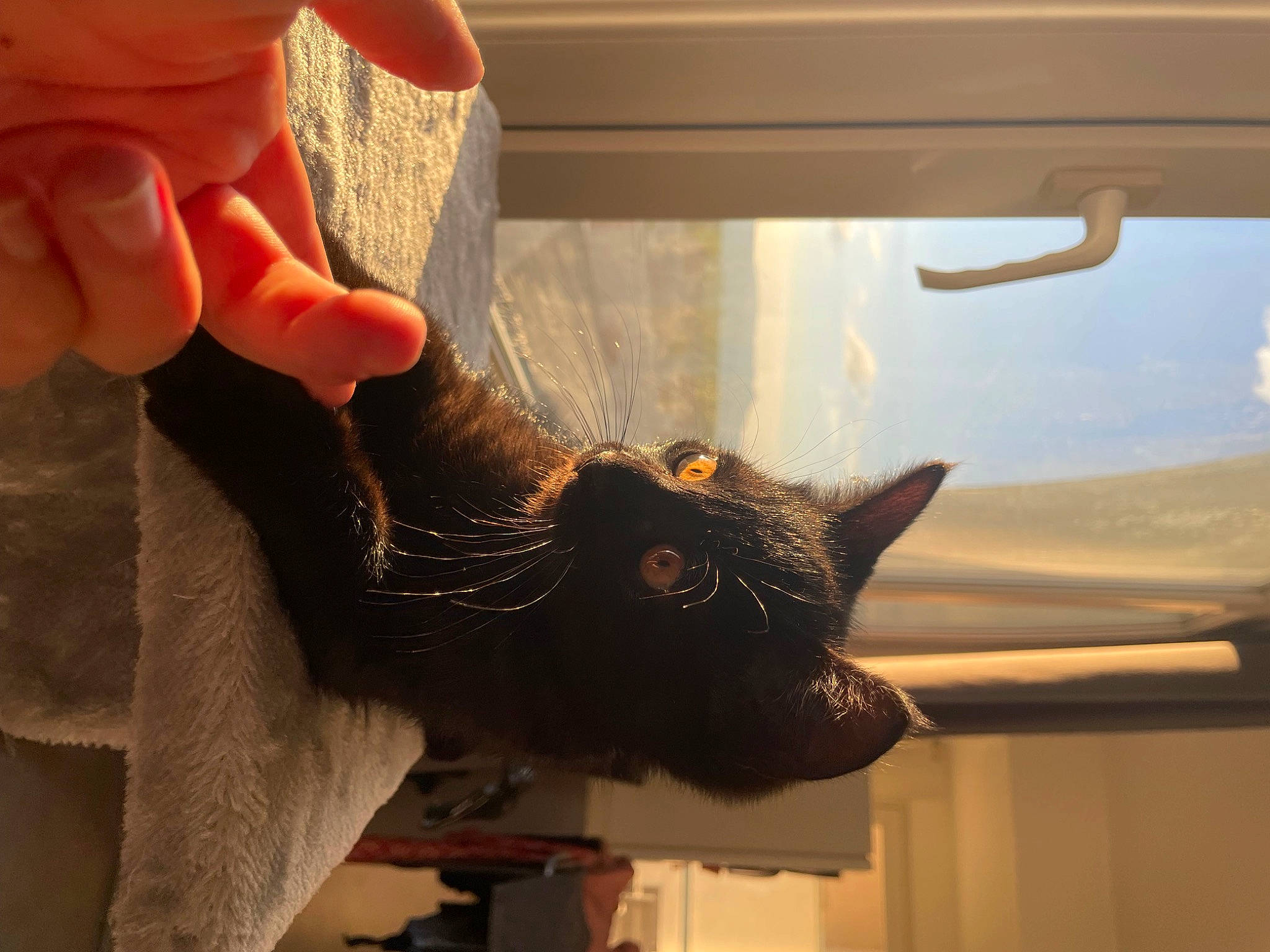 Flash a rejoint le concours — aidez-le/la à gagner de superbes lots ! carnivore, cat, claw, domestic_short_haired_cat, fawn, felidae, foot, fur, gesture, hand, human_leg, nail, small_to_medium_sized_cats, snout, tail, thumb, whiskers, window, wood, wrist