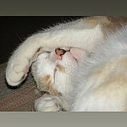 Tira joined the competition — help win amazing prizes! cat, sleeping, paw, fur, closeup, cute, resting, white, orange, pet, animal, cozy, relaxed, indoor, face, whiskers, nose, soft, peaceful, feline