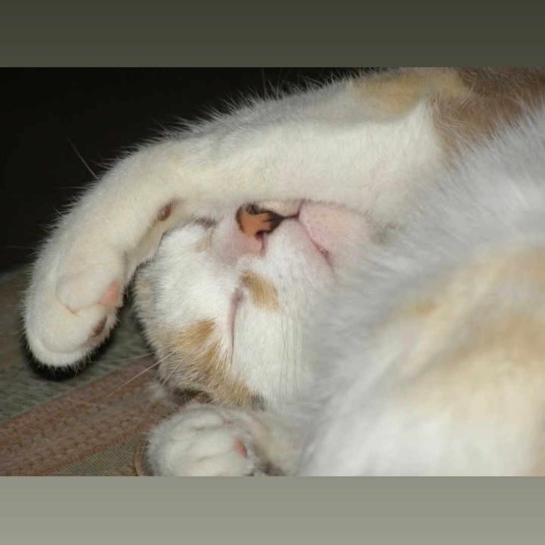 Tira joined the competition — help win amazing prizes! cat, sleeping, paw, fur, closeup, cute, resting, white, orange, pet, animal, cozy, relaxed, indoor, face, whiskers, nose, soft, peaceful, feline