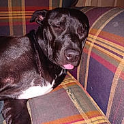 Gracie joined the competition — help win amazing prizes! dog, black_dog, sleepy, tongue_out, couch, striped_couch, indoor, pet, animal, relaxed, fur, white_patch, canine, close_up, resting, domestic, companion, cute, portrait, funny_expression