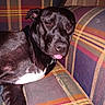 dog, black_dog, sleepy, tongue_out, couch, striped_couch, indoor, pet, animal, relaxed, fur, white_patch, canine, close_up, resting, domestic, companion, cute, portrait, funny_expression
