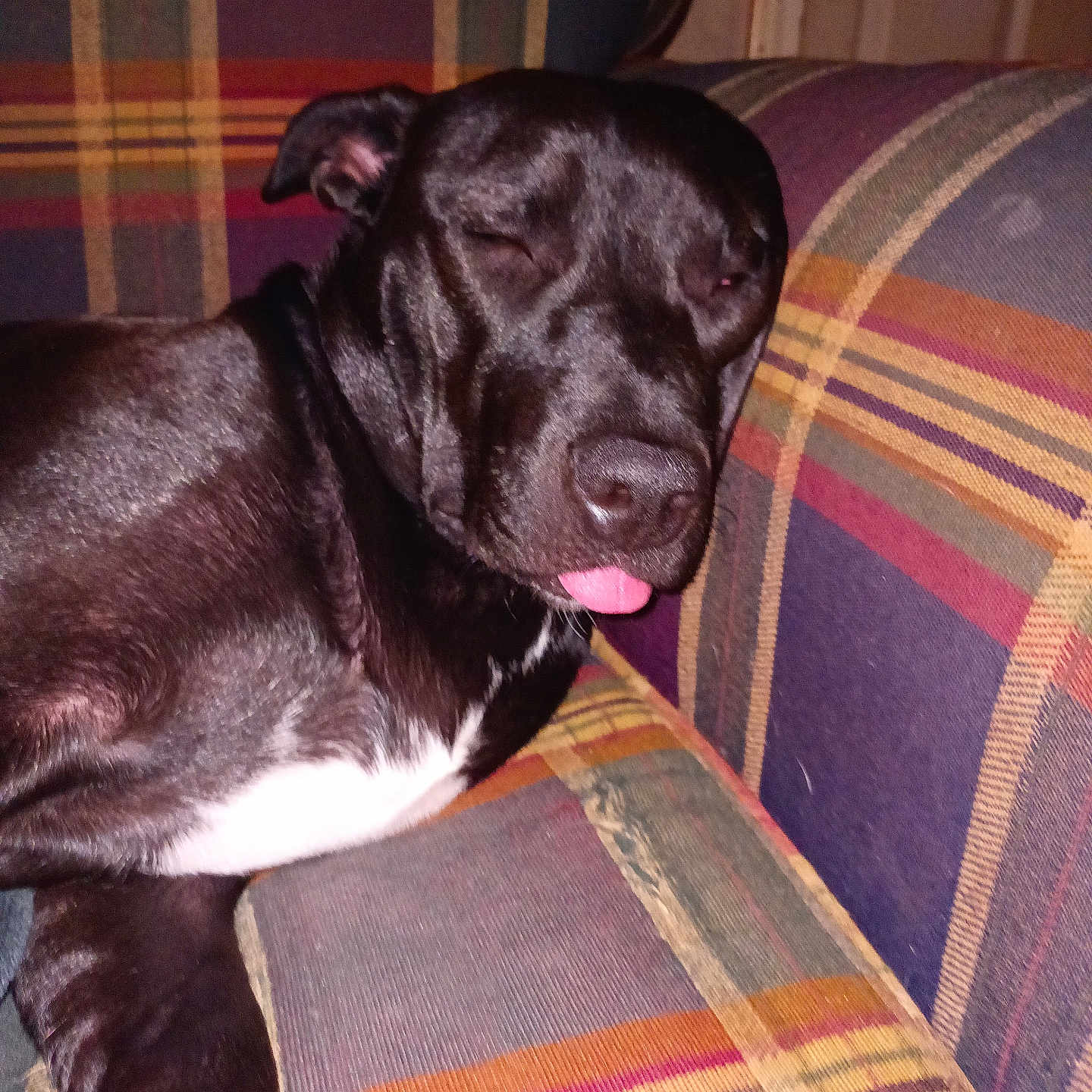 Gracie joined the competition — help win amazing prizes! dog, black_dog, sleepy, tongue_out, couch, striped_couch, indoor, pet, animal, relaxed, fur, white_patch, canine, close_up, resting, domestic, companion, cute, portrait, funny_expression