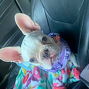 Eva is registered to the contest to win money with this photo: dog, puppy, french_bulldog, white_dog, car_interior, car_seat, blanket, colorful_blanket, harness, pet, cute, animal, ears, leather_seat, looking_up, young_dog, companion, domestic_animal, indoor, transportation