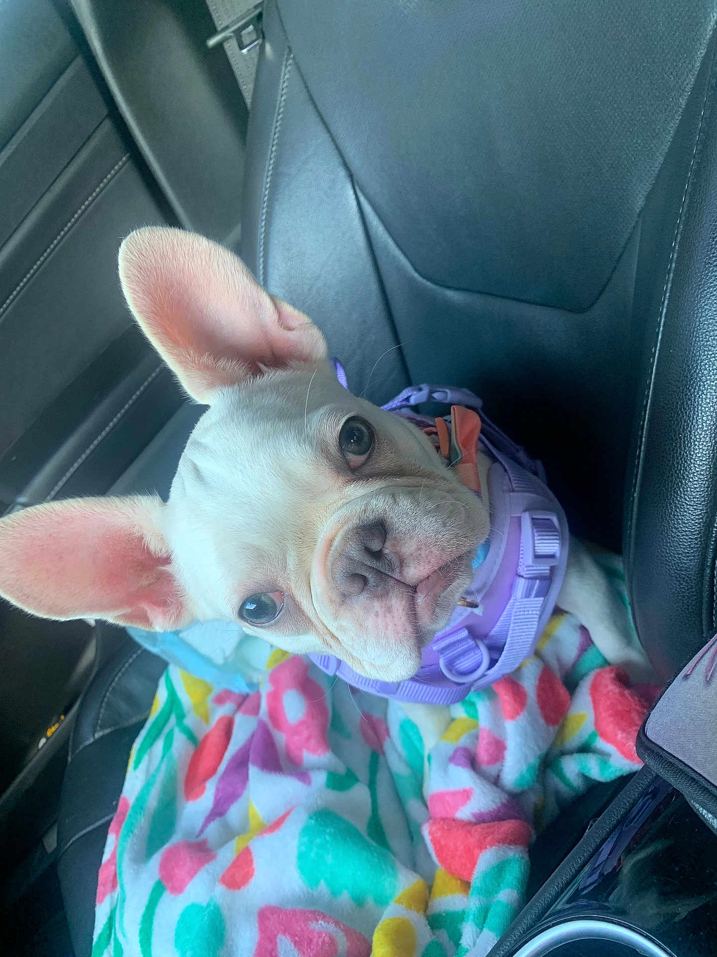 Eva is registered to the contest to win money with this photo: dog, puppy, french_bulldog, white_dog, car_interior, car_seat, blanket, colorful_blanket, harness, pet, cute, animal, ears, leather_seat, looking_up, young_dog, companion, domestic_animal, indoor, transportation