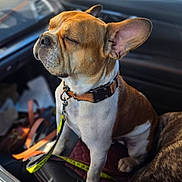 George is registered to the contest to win money with this photo: dog, french_bulldog, pet, car_interior, leash, collar, seat, sunlight, close_up, brown_and_white, animal, companion, domestic_animal, canine, sitting, relaxed, vehicle, leather_seat, pet_accessory, indoor