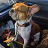 dog, french_bulldog, pet, car_interior, leash, collar, seat, sunlight, close_up, brown_and_white, animal, companion, domestic_animal, canine, sitting, relaxed, vehicle, leather_seat, pet_accessory, indoor