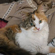 Floofy is registered to the contest to win money with this photo: animal, blanket, calico, cat, comfort, cozy, cute, domestic, ears, eyes, fluffy, fur, furniture, home, indoor, pet, relaxed, resting, tail, whiskers