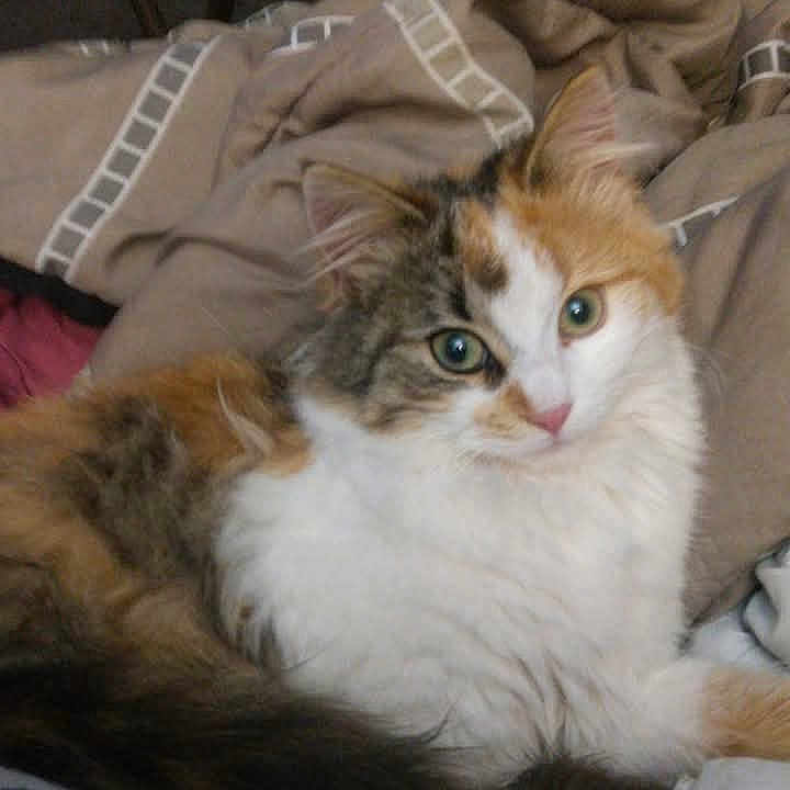 Floofy